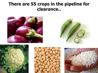 There are 55 crops in the pipeline for clearance..
