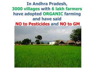In Andhra Pradesh, 3000 villages with 6 lakh farmers have adopted ORGANIC farming and have saidNO to Pesticides and NO to GM 