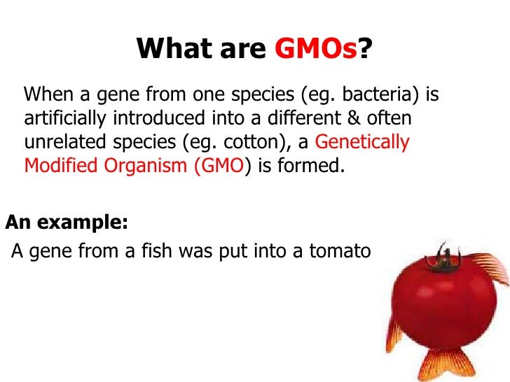 what are gmo s