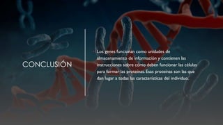 CONCLUSIÓN
• Los genes funcionan como unidades de
almacenamiento de información y contienen las
instrucciones sobre cómo deben funcionar las células
para formar las proteínas. Esas proteínas son las que
dan lugar a todas las características del individuo.
 