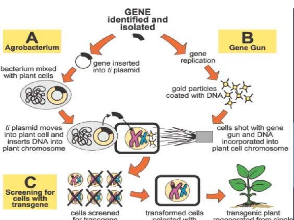 modified crops with special reference to herbicide tolera…