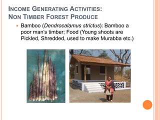INCOME GENERATING ACTIVITIES:
NON TIMBER FOREST PRODUCE
 Bamboo (Dendrocalamus strictus): Bamboo a
poor man’s timber; Food (Young shoots are
Pickled, Shredded, used to make Murabba etc.)
 