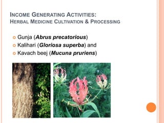 INCOME GENERATING ACTIVITIES:
HERBAL MEDICINE CULTIVATION & PROCESSING
 Gunja (Abrus precatorious)
 Kalihari (Gloriosa superba) and
 Kavach beej (Mucuna pruriens)
 