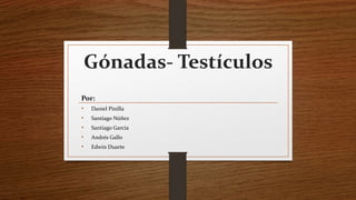 Gónadas- Testículos
Por:
• Daniel Pinilla
• Santiago Núñez
• Santiago García
• Andrés Gallo
• Edwin Duarte
 