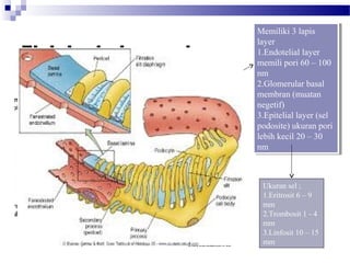 Fisiologi glomerulus
Memiliki 3 lapis
layer
1.Endotelial layer
memili pori 60 – 100
nm
2.Glomerular basal
membran (muatan
negetif)
3.Epitelial layer (sel
podosite) ukuran pori
lebih kecil 20 – 30
nm
Memiliki 3 lapis
layer
1.Endotelial layer
memili pori 60 – 100
nm
2.Glomerular basal
membran (muatan
negetif)
3.Epitelial layer (sel
podosite) ukuran pori
lebih kecil 20 – 30
nm
Ukuran sel ;
1.Eritrosit 6 – 9
mm
2.Trombosit 1 - 4
mm
3.Linfosit 10 – 15
mm
 