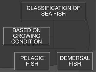 Fish Classifaction Fish | PPTX
