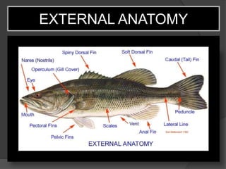 Fish | PPTX