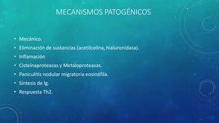 MECANISMOS PATOGÉNICOS
• Mecánico.
• Eliminación de sustancias (acetilcolina, hialuronidasa).
• Inflamación
• Cisteínaproteasas y Metaloproteasas.
• Paniculitis nodular migratoria eosinófila.
• Síntesis de Ig.
• Respuesta Th2.
 