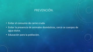 PREVENCIÓN.
• Evitar el consumo de carne cruda.
• Evitar la presencia de animales domésticos, cerca ce cuerpos de
agua dulce.
• Educación para la población.
 
