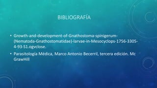 BIBLIOGRAFÍA
• Growth-and-development-of-Gnathostoma-spinigerum-
(Nematoda-Gnathostomatidae)-larvae-in-Mesocyclops-1756-3305-
4-93-S1.ogvclose.
• Parasitología Médica, Marco Antonio Becerril, tercera edición. Mc
GrawHill
 