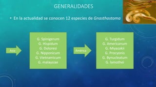 GENERALIDADES
• En la actualidad se conocen 12 especies de Gnasthostoma
G. Spinigerum
G. Hispidum
G. Doloresi
G. Nipponicum
G. Vietnamicum
G. malaysiae
G. Turgidum
G. Americanum
G. Miyazakii
G. Procyonis
G. Bynucleatum
G. lamothei
Asia América
 