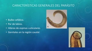 CARACTERÍSTICAS GENERALES DEL PARÁSITO
• Bulbo cefálico.
• Par de labios.
• Hileras de espinas cuticulares.
• Genitales en la región caudal.
 