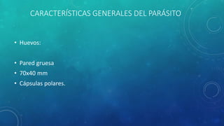 CARACTERÍSTICAS GENERALES DEL PARÁSITO
• Huevos:
• Pared gruesa
• 70x40 mm
• Cápsulas polares.
 