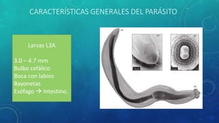CARACTERÍSTICAS GENERALES DEL PARÁSITO
Larvas L3A
3.0 – 4.7 mm
Bulbo cefálico
Boca con labios
Bayonetas
Esófago  Intestino.
 