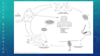 C
I
C
L
O
B
I
O
L
Ó
G
I
C
O
 