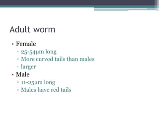Adult worm
• Female
▫ 25-54µm long
▫ More curved tails than males
▫ larger
• Male
▫ 11-25µm long
▫ Males have red tails
 
