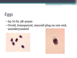 Eggs
• 65-70 by 38-40µm
• Ovoid, transparent, mucoid plug on one end,
unembryonated
 