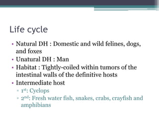 Life cycle
• Natural DH : Domestic and wild felines, dogs,
and foxes
• Unatural DH : Man
• Habitat : Tightly-coiled within tumors of the
intestinal walls of the definitive hosts
• Intermediate host
▫ 1st: Cyclops
▫ 2nd: Fresh water fish, snakes, crabs, crayfish and
amphibians
 