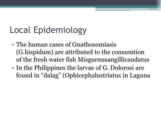 Local Epidemiology
• The human cases of Gnathosomiasis
(G.hispidum) are attributed to the consumtion
of the fresh water fish Misgurnusangillicaudatus
• In the Philippines the larvae of G. Dolorosi are
found in “dalag” (Ophicephalustriatus in Laguna
 
