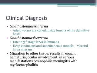 Clinical Diagnosis
• Gnathostomiasisinterna
▫ Adult worms are coiled inside tumors of the definitive
hosts
• Gnathostomiasisexterna
▫ Due to 3rd stage larva in humans
▫ Deep cutaneous and subcutaneous tunnels – visceral
larva migrans
• Migration to other tissue: results in cough,
hematuria, ocular involvement, in serious
manifestations eosinophilic meningitis with
myeloencephalitis
 
