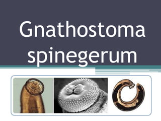 Gnathostoma
spinegerum
 