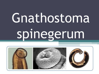 Gnathostoma Spinigerum