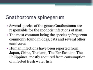 Gnathostoma Spinigerum