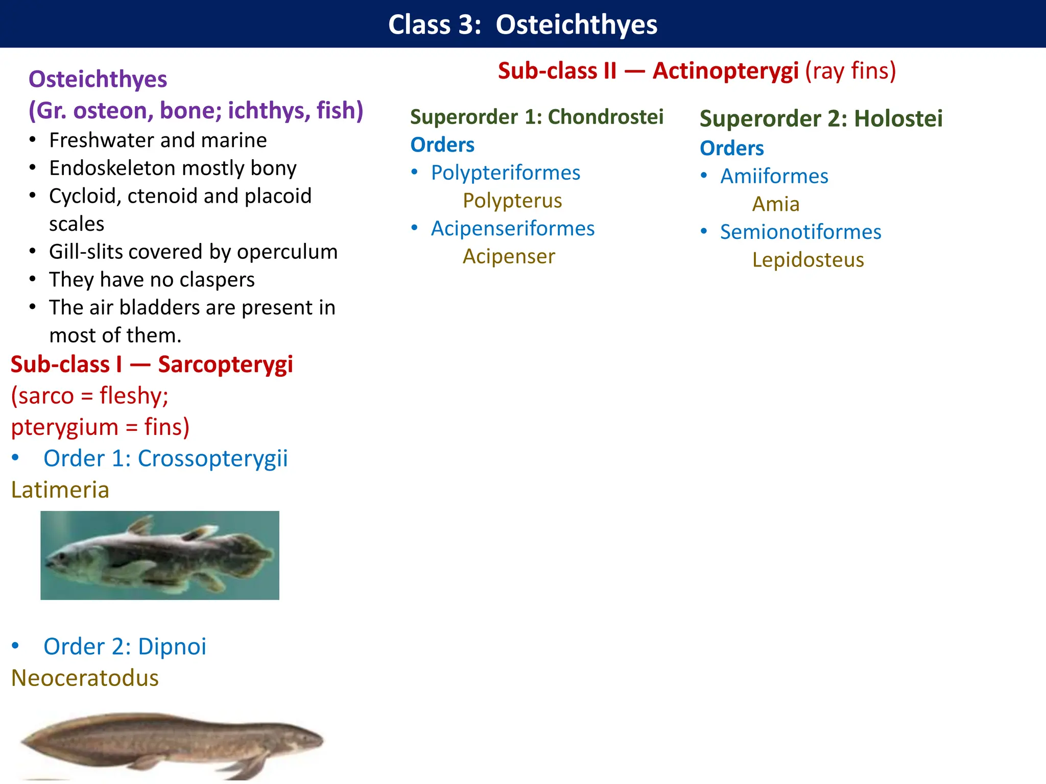 Gnathostomata.pptx. with general characters & classification for bsc