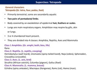 Gnathostomata.pptx. with general characters & classification for bsc