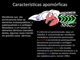 Características apomórficas
Mandíbulas que são
primitivamente feitas de
elementos endoesqueléticos, o
palatoquadrado e a cartilagem
Meckeliana, e um número de
elementos dérmicos chamados
dentes, algumas vezes inserido
em grandes ossos dérmicos.
O crânio de um gnatostomado, (aqui um
tubarão), é caracterizado por mandíbulas
mordedoras verticalmente posicionadas
(vermelho) consistindo de palatoquadrado
dorsalmente posicionado e cartilagem
Meckeliana ventralmente posicionada. Os
arcos branquiais (verde ) são situados
internamente aos filamentos branquiais, e as
cápsulas (azuis) abertas ao exterior através
das nadadoras pares. (Janvier 1996.)
 