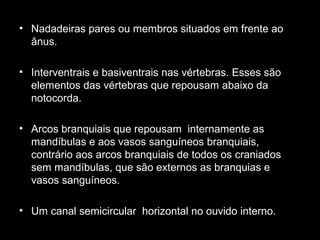 • Nadadeiras pares ou membros situados em frente ao
ânus.
• Interventrais e basiventrais nas vértebras. Esses são
elementos das vértebras que repousam abaixo da
notocorda.
• Arcos branquiais que repousam internamente as
mandíbulas e aos vasos sanguíneos branquiais,
contrário aos arcos branquiais de todos os craniados
sem mandíbulas, que são externos as branquias e
vasos sanguíneos.
• Um canal semicircular horizontal no ouvido interno.
 