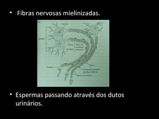 • Fibras nervosas mielinizadas.
• Espermas passando através dos dutos
urinários.
 