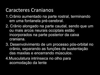 Caracteres Cranianos
1.Crânio aumentado na parte rostral, terminando
em uma fontanela pré-cerebral.
2. Crânio alongado na parte caudal, sendo que um
ou mais arcos neurais occiptais estão
incorporados na parte posterior da caixa
craniana.
3. Desenvolvimento de um processo pós-orbital no
crânio, separando as funções de sustentação
das maxilas e encerrando músculos.
4.Musculatura intrínseca no olho para
acomodação da lente
 
