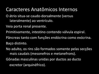 Caracteres Anatômicos Internos
O átrio situa-se caudo-dorsalmente (versus
lateralmente) ao ventrículo.
Veia porta renal presente.
Primitivamente, intestino contendo válvula espiral.
Pâncreas tanto com funções endócrina como exócrina.
Baço distinto.
No adulto, os rins são formados somente pelas secções
mais caudais (mesonefros e metanefrons).
Gônadas masculinas unidas por ductos ao ducto
excretor (arquinéfrico).
 