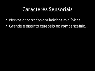 Caracteres Sensoriais
• Nervos encerrados em bainhas mielínicas
• Grande e distinto cerebelo no rombencéfalo.
 