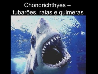 Chondrichthyes –
tubarões, raias e quimeras
 