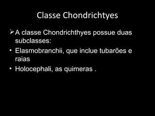 Classe Chondrichtyes
A classe Chondrichthyes possue duas
subclasses:
• Elasmobranchii, que inclue tubarões e
raias
• Holocephali, as quimeras .
 