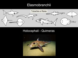 Holocephali - Quimeras
Elasmobranchii
Tubarões e Raias
 