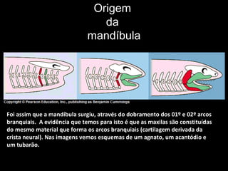 Foi assim que a mandíbula surgiu, através do dobramento dos 01º e 02º arcos
branquiais. A evidência que temos para isto é que as maxilas são constituídas
do mesmo material que forma os arcos branquiais (cartilagem derivada da
crista neural). Nas imagens vemos esquemas de um agnato, um acantódio e
um tubarão.
Origem
da
mandíbula
 