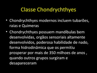 Classe Chondrychthyes
• Chondrychthyes modernos incluem tubarões,
raias e Quimeras
• Chondrychthyes possuem mandíbulas bem
desenvolvidas, orgãos sensoriais altamente
desenvolvidos, poderosa habilidade de nado,
forma hidrodinâmica que os permitiu
prosperar por mais de 350 milhoes de anos ,
quando outros grupos surgiram e
desapareceram
 