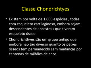 Classe Chondrichtyes
• Existem por volta de 1.000 espécies , todas
com esqueleto cartilaginoso, embora sejam
descendentes de ancestrais que tiveram
esqueleto ósseo.
• Chondrichthyes são um grupo antigo que
embora não tão diverso quanto os peixes
ósseos tem permanecido sem mudanças por
centenas de milhões de anos
 