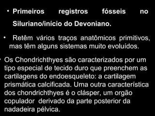 • Os Chondrichthyes são caracterizados por um
tipo especial de tecido duro que preenchem as
cartilagens do endoesqueleto: a cartilagem
prismática calcificada. Uma outra característica
dos chondrichthyes é o clásper, um orgão
copulador derivado da parte posterior da
nadadeira pélvica.
• Primeiros registros fósseis no
Siluriano/início do Devoniano.
• Retêm vários traços anatômicos primitivos,
mas têm alguns sistemas muito evoluídos.
 