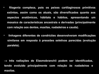 • filogenia complexa, pois os peixes cartilaginosos primitivos
extintos, assim como os atuais, são diversificados quanto aos
aspectos anatômicos, hábitats e hábitos, apresentando um
mosaico de características ancestrais e derivadas (principalmente
com relação aos dentes, maxilas, nadadeiras e cauda).
• linhagens diferentes de condrícties desenvolveram modificações
similares em resposta à pressões seletivas parecidas (evolução
paralela).
→ três radiações de Elasmobranchii podem ser identificadas,
tendo evoluído principalmente com relação às nadadeiras e
maxilas.
 