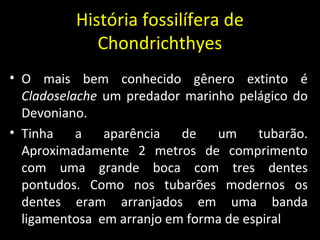 História fossilífera de
Chondrichthyes
• O mais bem conhecido gênero extinto é
Cladoselache um predador marinho pelágico do
Devoniano.
• Tinha a aparência de um tubarão.
Aproximadamente 2 metros de comprimento
com uma grande boca com tres dentes
pontudos. Como nos tubarões modernos os
dentes eram arranjados em uma banda
ligamentosa em arranjo em forma de espiral
 