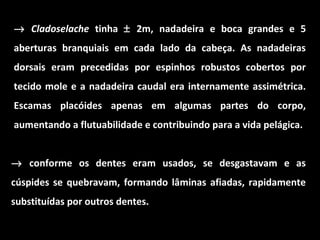 → Cladoselache tinha ± 2m, nadadeira e boca grandes e 5
aberturas branquiais em cada lado da cabeça. As nadadeiras
dorsais eram precedidas por espinhos robustos cobertos por
tecido mole e a nadadeira caudal era internamente assimétrica.
Escamas placóides apenas em algumas partes do corpo,
aumentando a flutuabilidade e contribuindo para a vida pelágica.
→ conforme os dentes eram usados, se desgastavam e as
cúspides se quebravam, formando lâminas afiadas, rapidamente
substituídas por outros dentes.
 