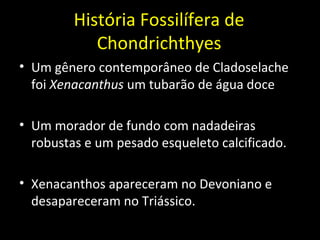 História Fossilífera de
Chondrichthyes
• Um gênero contemporâneo de Cladoselache
foi Xenacanthus um tubarão de água doce
• Um morador de fundo com nadadeiras
robustas e um pesado esqueleto calcificado.
• Xenacanthos apareceram no Devoniano e
desapareceram no Triássico.
 