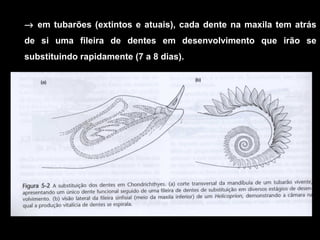 → em tubarões (extintos e atuais), cada dente na maxila tem atrás
de si uma fileira de dentes em desenvolvimento que irão se
substituindo rapidamente (7 a 8 dias).
 