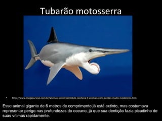 Tubarão motosserra
• http://www.megacurioso.com.br/animais-sinistros/36646-conheca-9-animais-com-dentes-muito-medonhos.htm
Esse animal gigante de 6 metros de comprimento já está extinto, mas costumava
representar perigo nas profundezas do oceano, já que sua dentição fazia picadinho de
suas vítimas rapidamente.
 