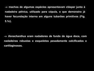 → machos de algumas espécies apresentavam clásper junto à
nadadeira pélvica, utilizado para cópula, o que demonstra já
haver fecundação interna em alguns tubarões primitivos (Fig.
5.1c).
→ Xenachanthus eram nadadores de fundo de água doce, com
nadadeiras robustas e esqueletos pesadamente calcificados e
cartilaginosos.
 