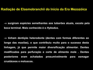 Radiação de Elasmobranchii do Início da Era Mezozóica
→ surgiram espécies semelhantes aos tubarões atuais, exceto pela
boca terminal. Mais conhecido é o Hybodus.
→ tinham dentição heterodonte (dentes com formas diferentes ao
longo das maxilas), o que contribuiu muito para o sucesso desta
linhagem, já que permite maior diversificação alimentar. Dentes
modificados para perfuração e corte de alimento mole . Dentes
posteriores eram achatados presumivelmente para esmagar
crustáceos e moluscos.
 